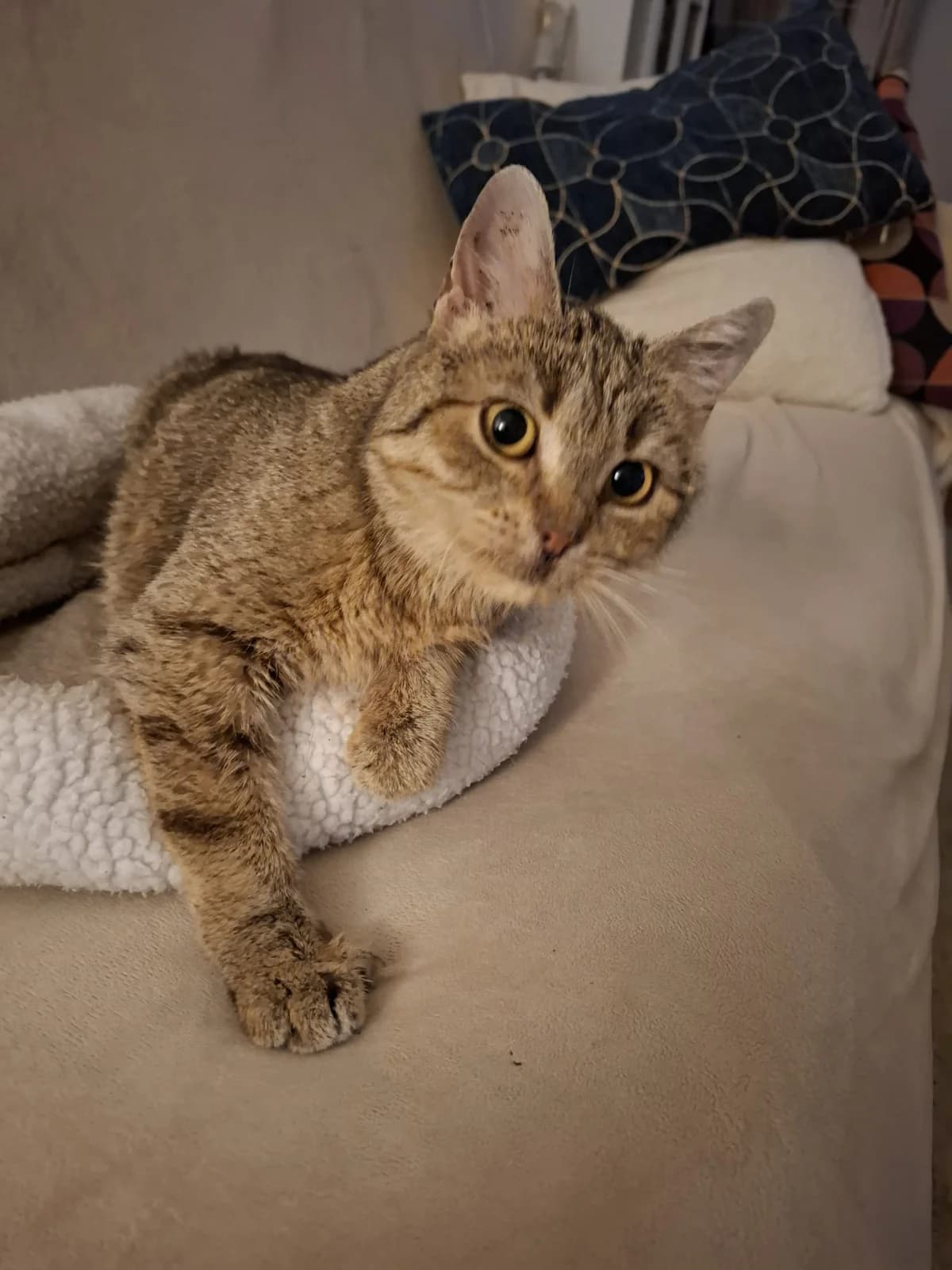 Aisha, female Mixed Breed for adoption at Hilf dem Tier, Hilf Dem Tier photo 5