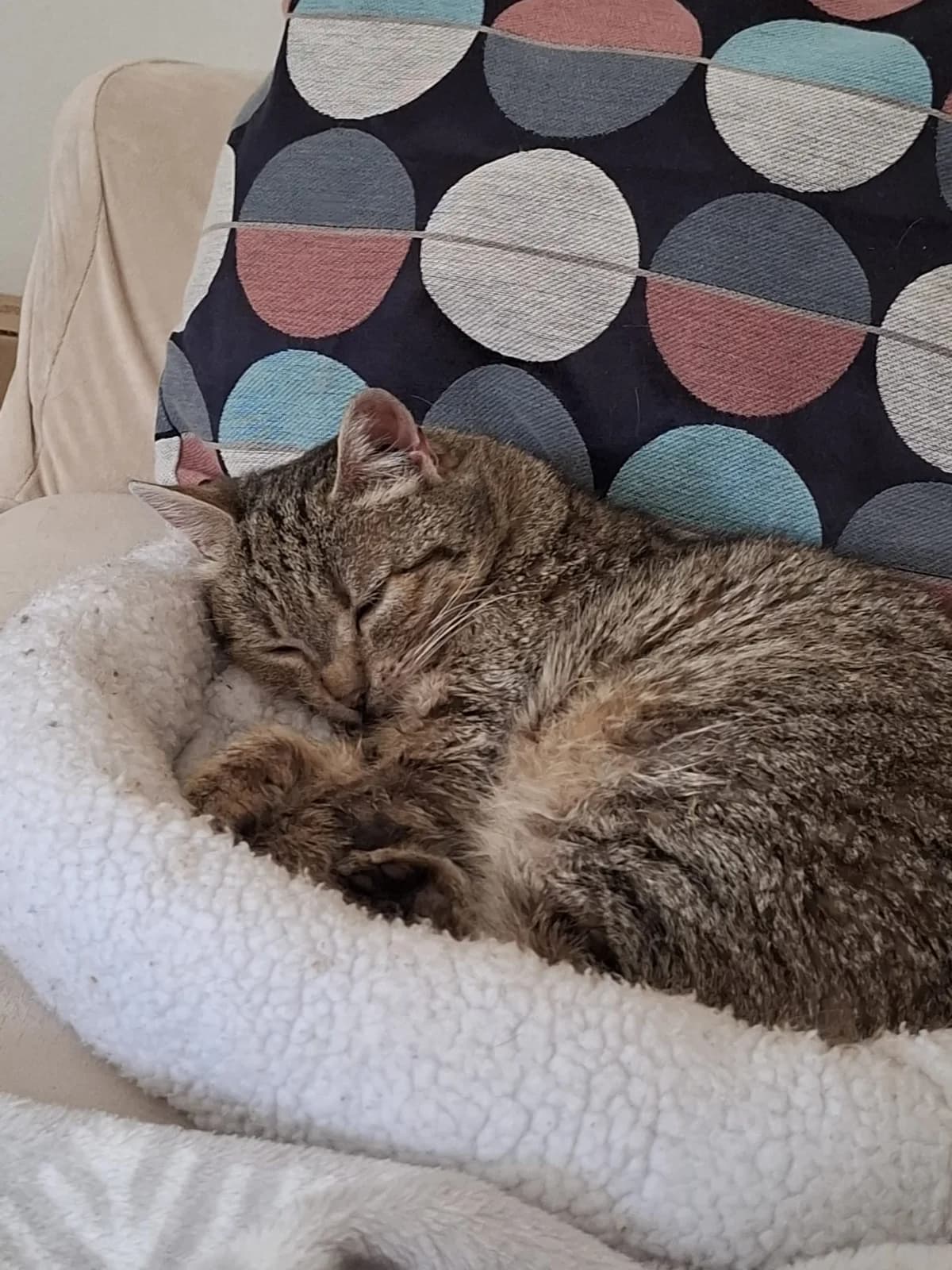 Aisha, female Mixed Breed for adoption at Hilf dem Tier, Hilf Dem Tier photo 6