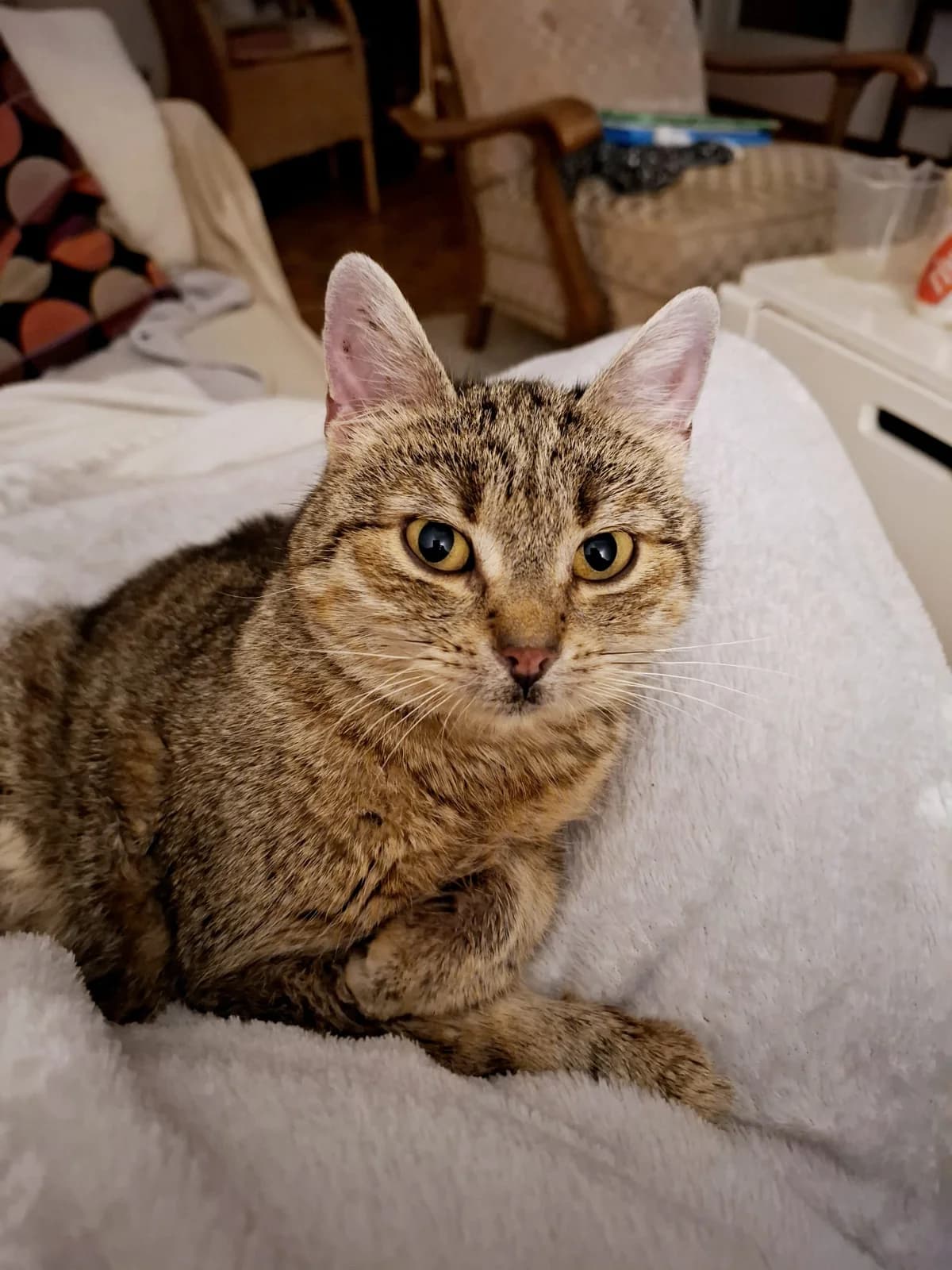 Aisha, female Mixed Breed for adoption at Hilf dem Tier, Hilf Dem Tier photo 7