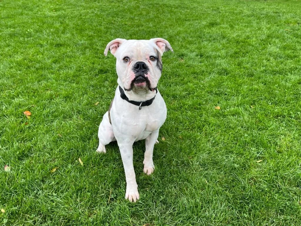 Apollo, male English Bulldog for adoption at Hilf Dem Tier