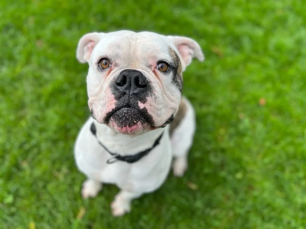 Apollo, male English Bulldog for adoption at Hilf dem Tier, Hilf Dem Tier photo 2