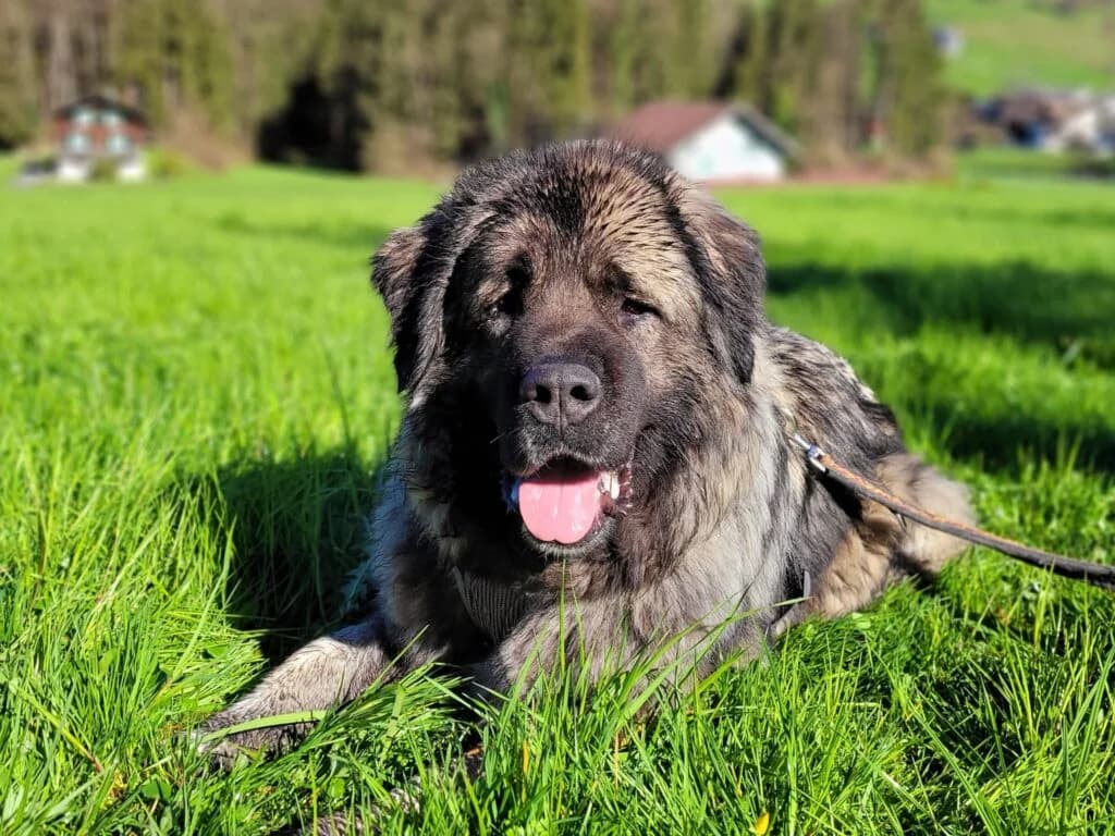 Bajka, female Mixed Breed for adoption at Hilf dem Tier, Hilf Dem Tier photo 3