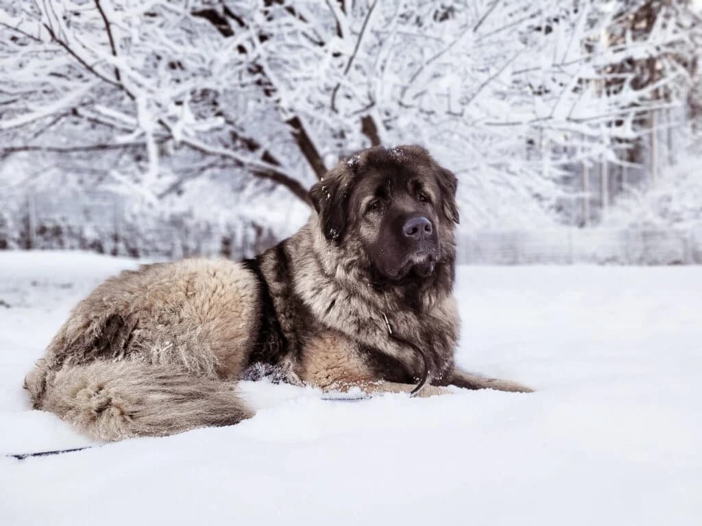 Bajka, female Mixed Breed for adoption at Hilf dem Tier, Hilf Dem Tier photo 4