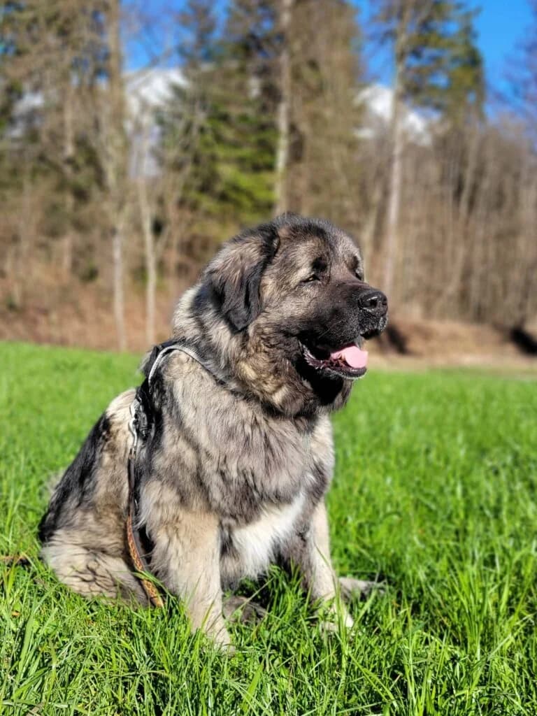 Bajka, female Mixed Breed for adoption at Hilf dem Tier, Hilf Dem Tier photo 5