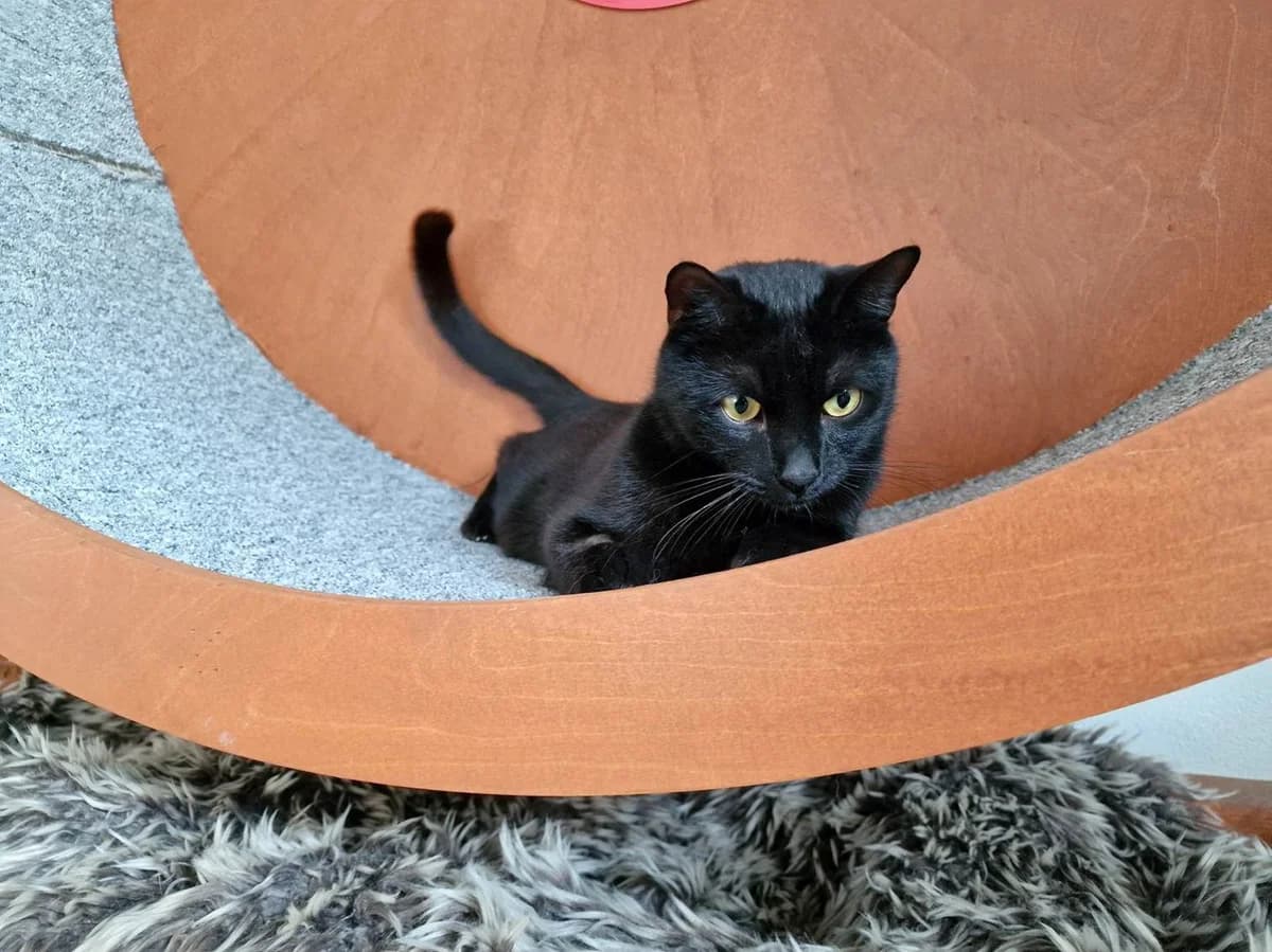 Domino, male young Mixed Breed for adoption at Hilf dem Tier, Hilf Dem Tier