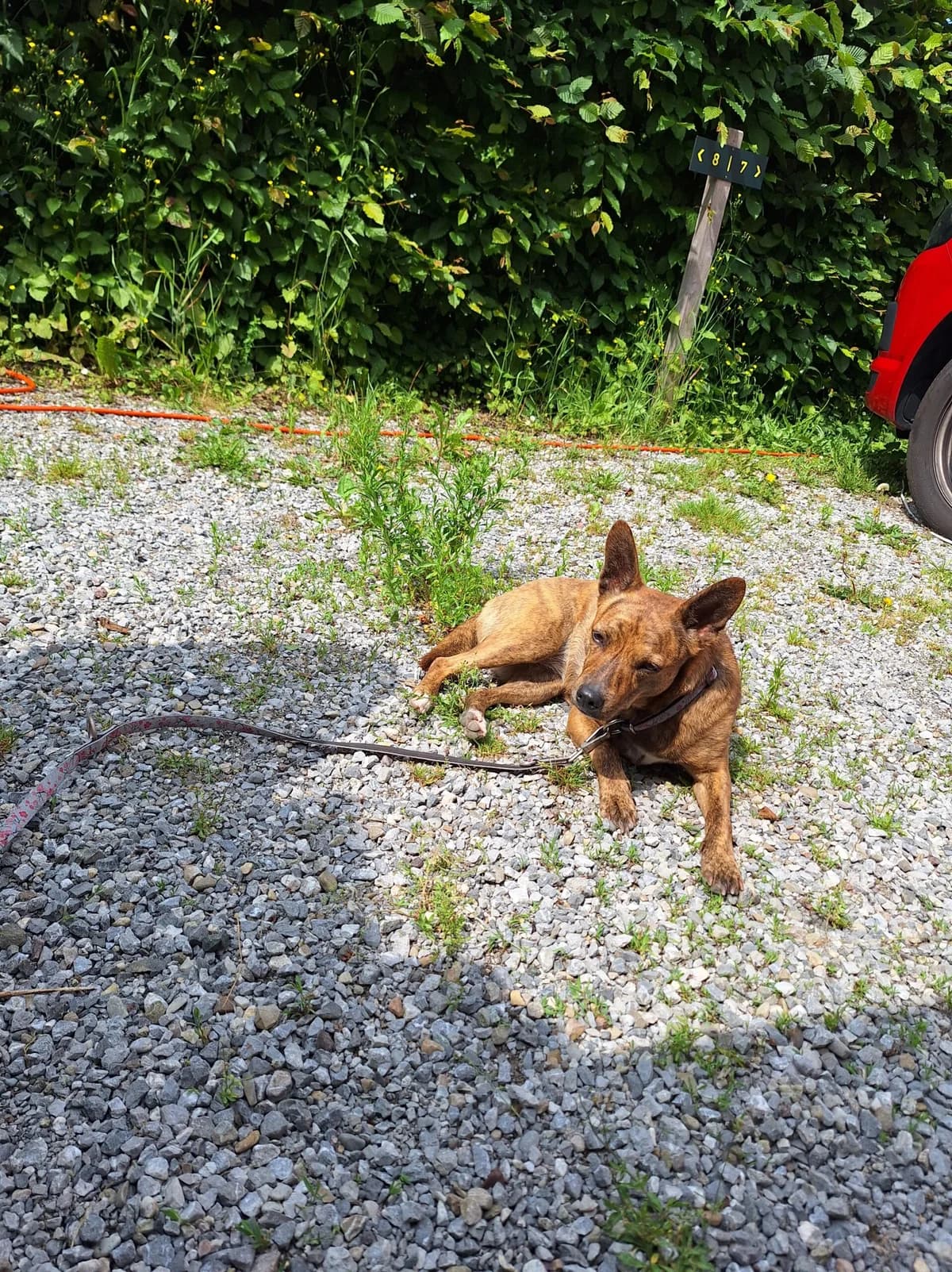 Kimi, female Mixed Breed for adoption at Hilf Dem Tier