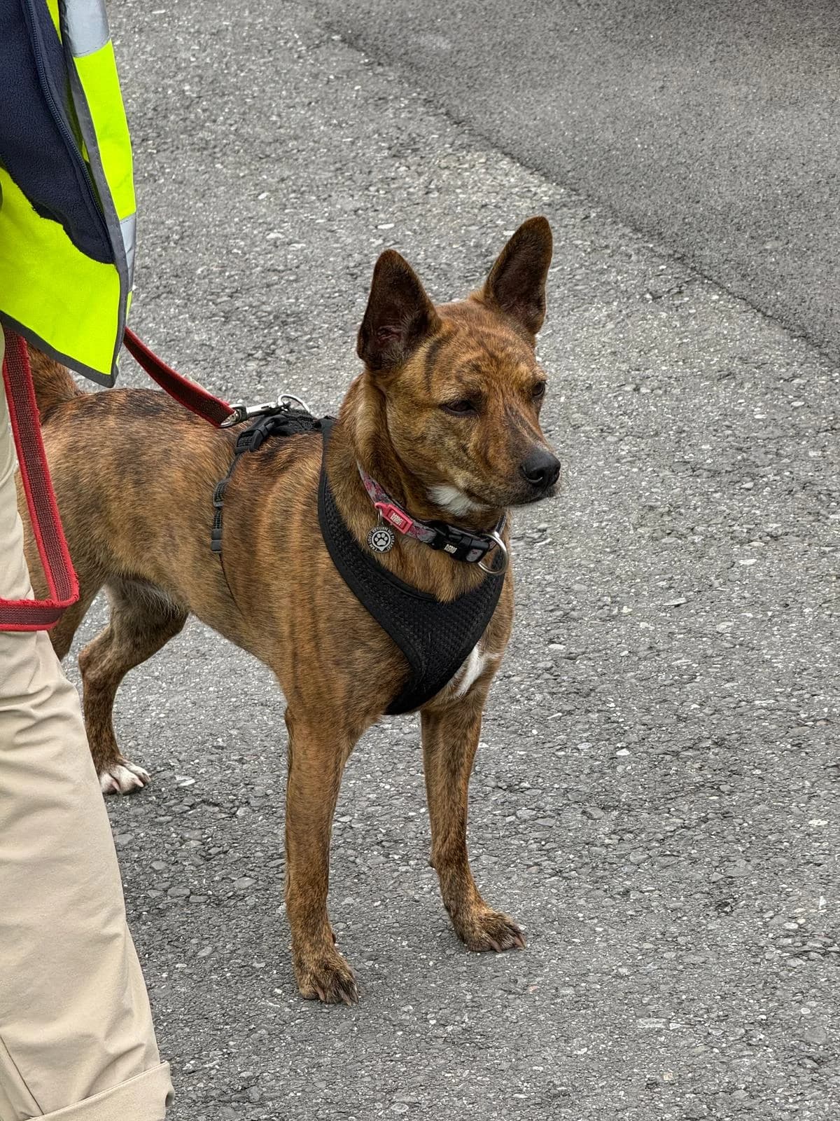 Kimi, female Mixed Breed for adoption at Hilf dem Tier, Hilf Dem Tier photo 2