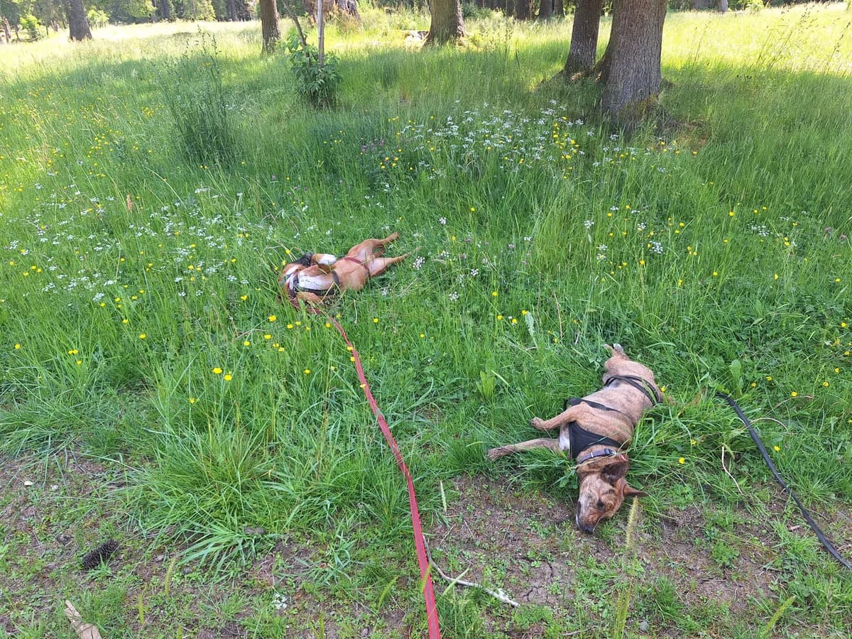 Kimi, female Mixed Breed for adoption at Hilf dem Tier, Hilf Dem Tier photo 4