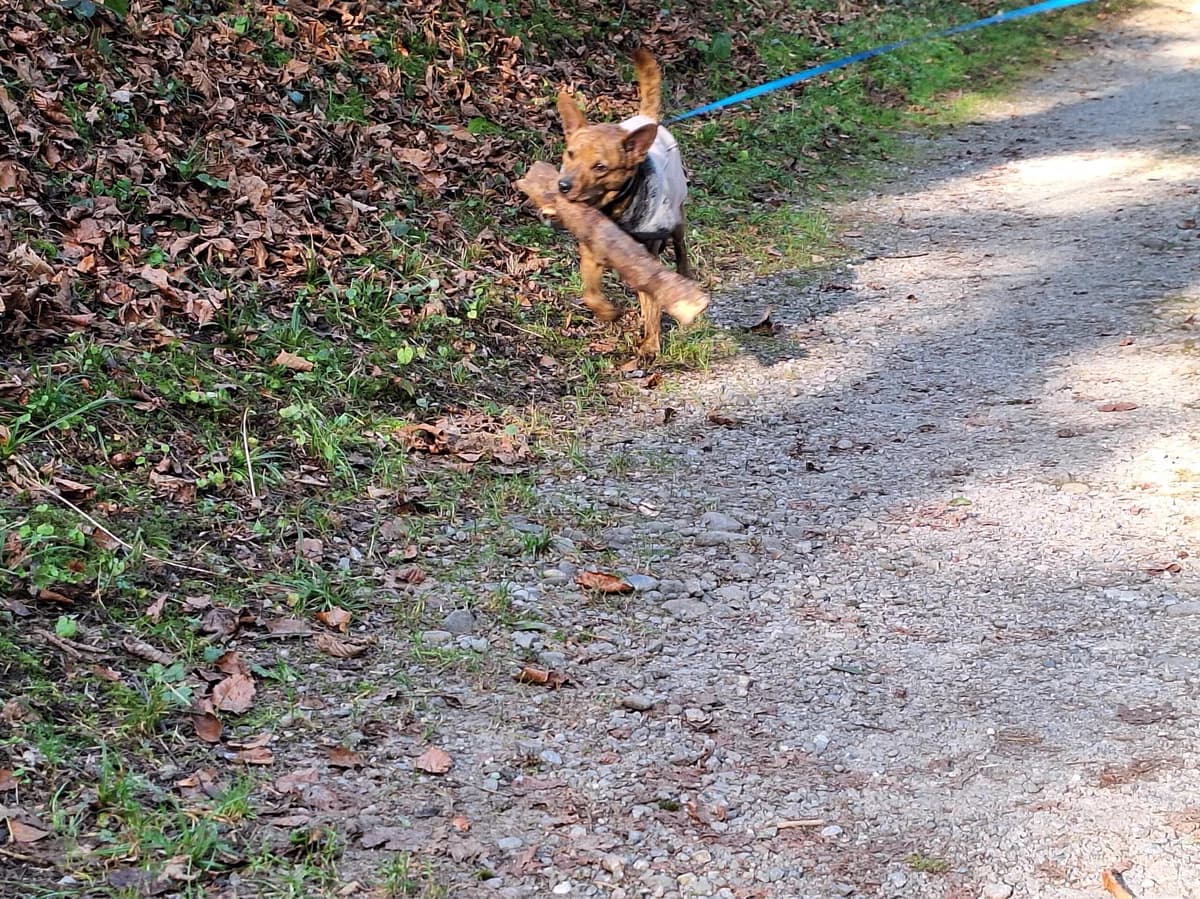 Kimi, female Mixed Breed for adoption at Hilf dem Tier, Hilf Dem Tier photo 5