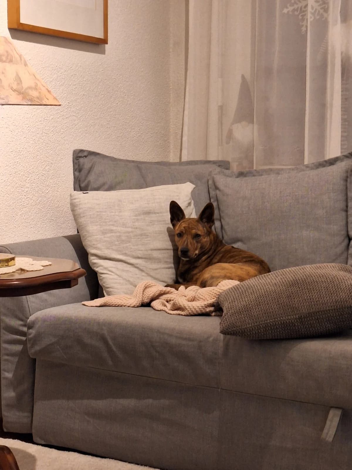 Kimi, female Mixed Breed for adoption at Hilf dem Tier, Hilf Dem Tier photo 6