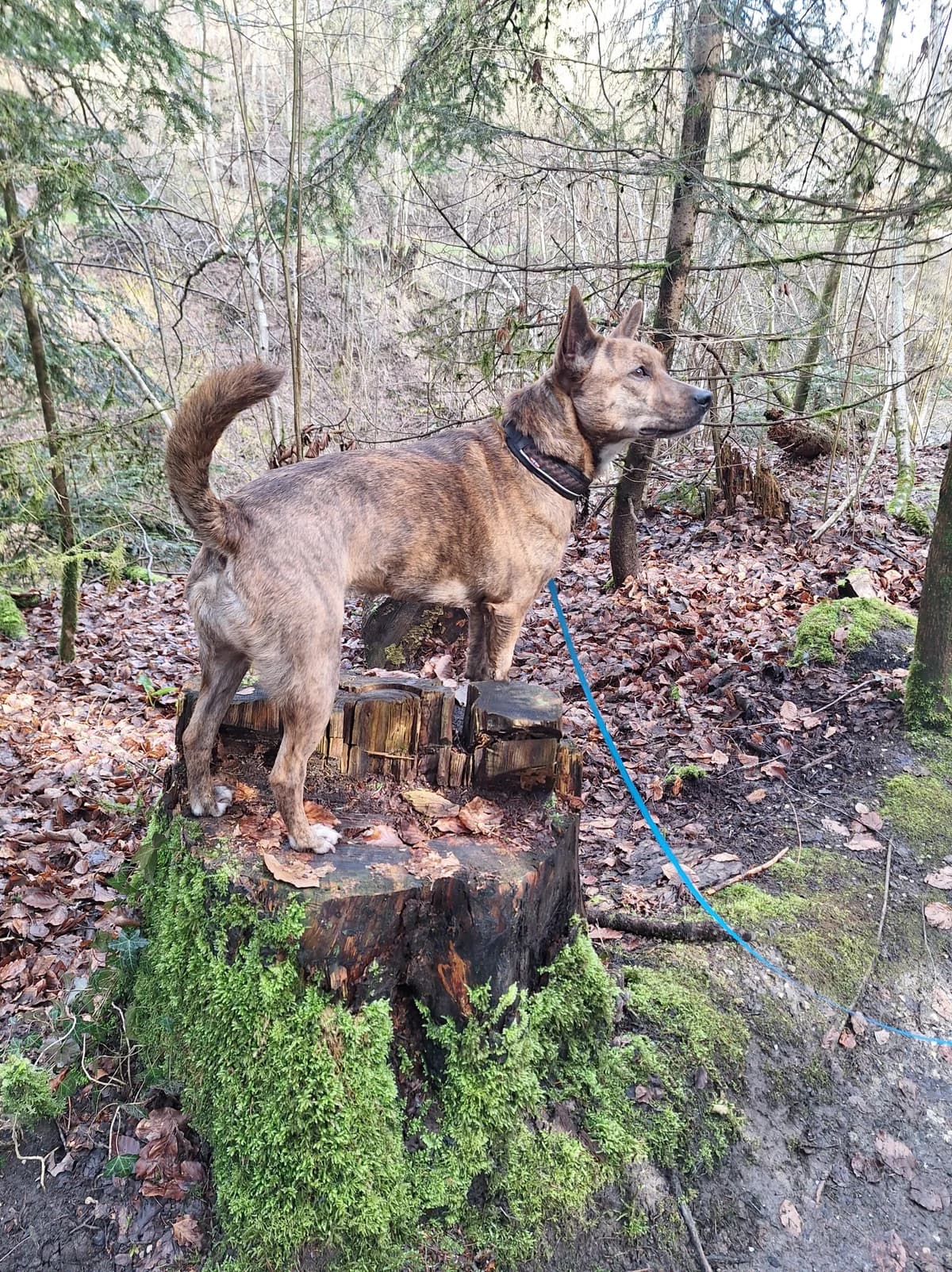 Kimi, female Mixed Breed for adoption at Hilf dem Tier, Hilf Dem Tier photo 7