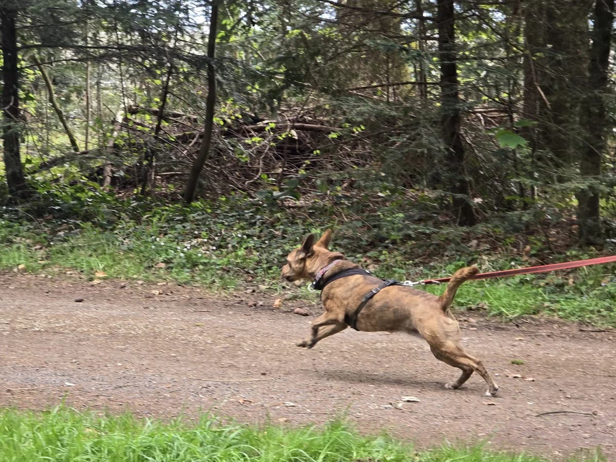 Kimi, female Mixed Breed for adoption at Hilf dem Tier, Hilf Dem Tier photo 8