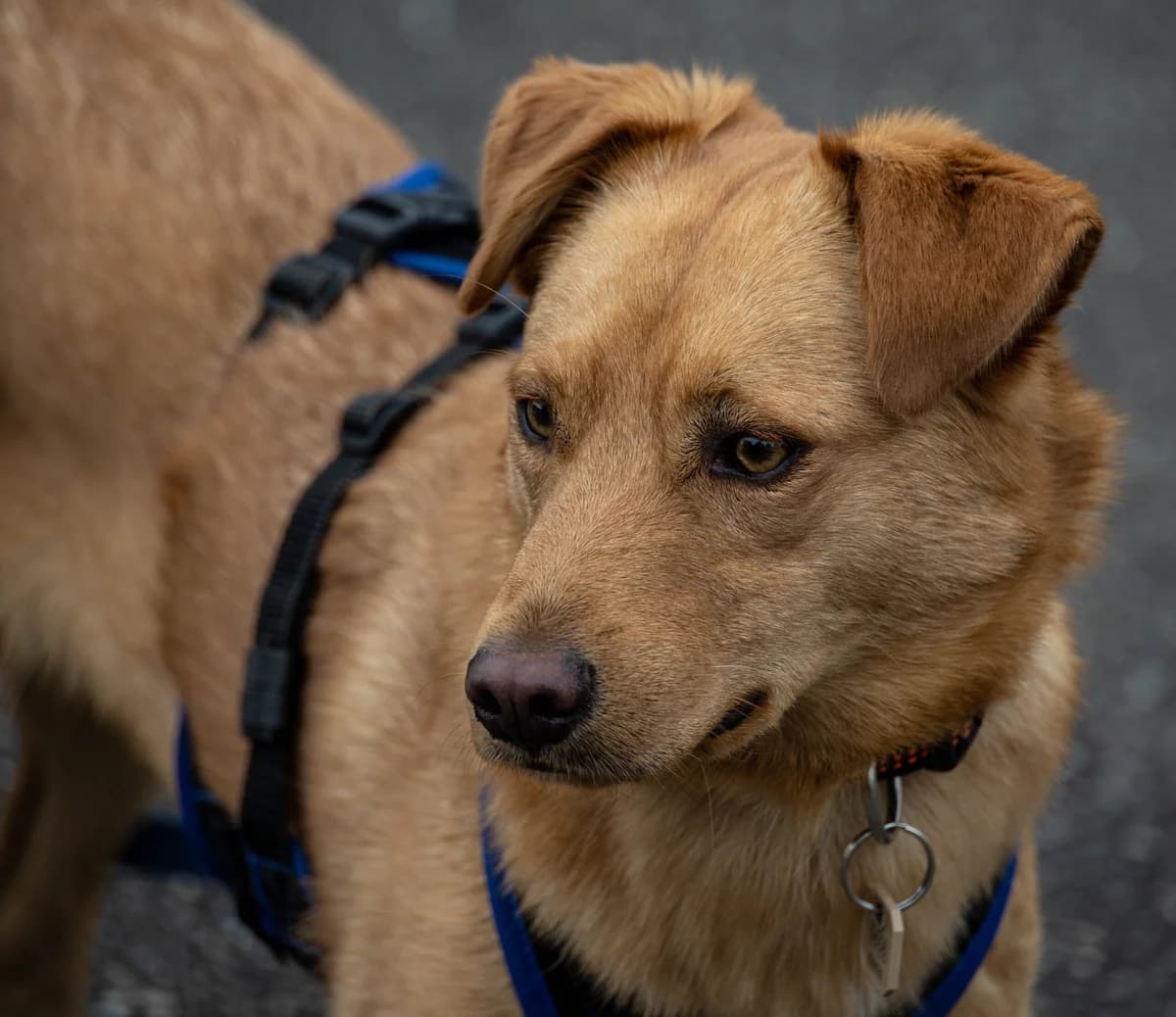 Nanis, male 6yo Mixed Breed for adoption at Hilf dem Tier, Hilf Dem Tier