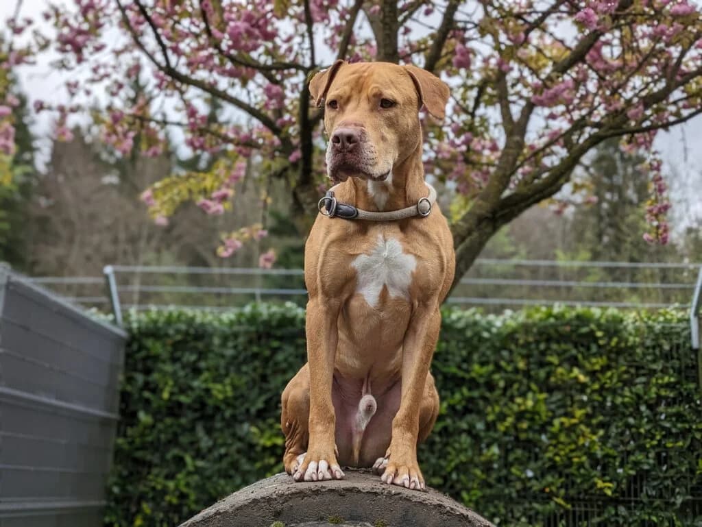 Red, male American Staffordshire Terrier for adoption at Hilf Dem Tier