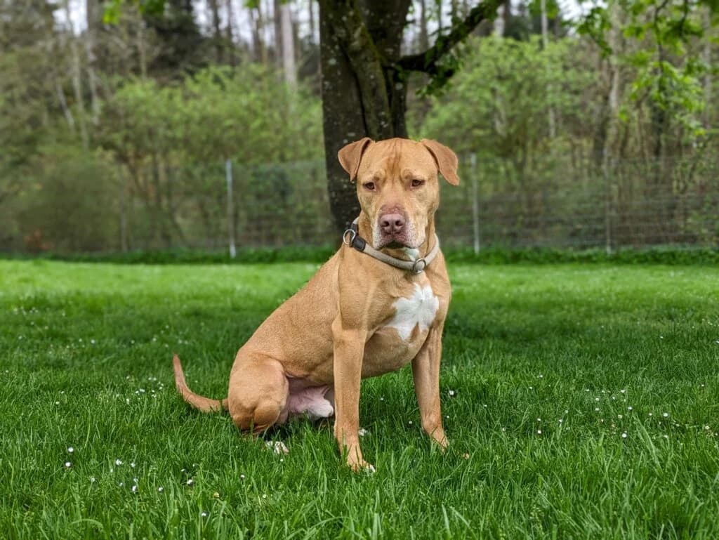 Red, male American Staffordshire Terrier for adoption at Hilf dem Tier, Hilf Dem Tier photo 3