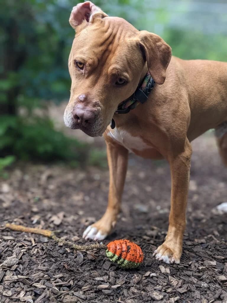 Red, male American Staffordshire Terrier for adoption at Hilf dem Tier, Hilf Dem Tier photo 5
