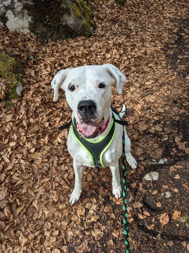 Sansa, female mixed breed for adoption at Hilf Dem Tier