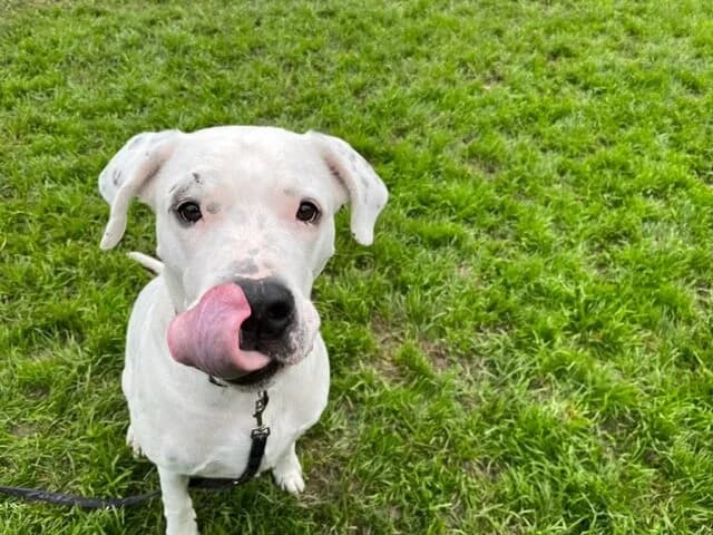 Sansa, female mixed breed for adoption at Hilf dem Tier, Hilf Dem Tier photo 2