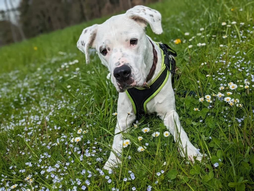 Sansa, female mixed breed for adoption at Hilf dem Tier, Hilf Dem Tier photo 3