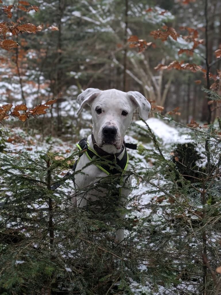 Sansa, female mixed breed for adoption at Hilf dem Tier, Hilf Dem Tier photo 4