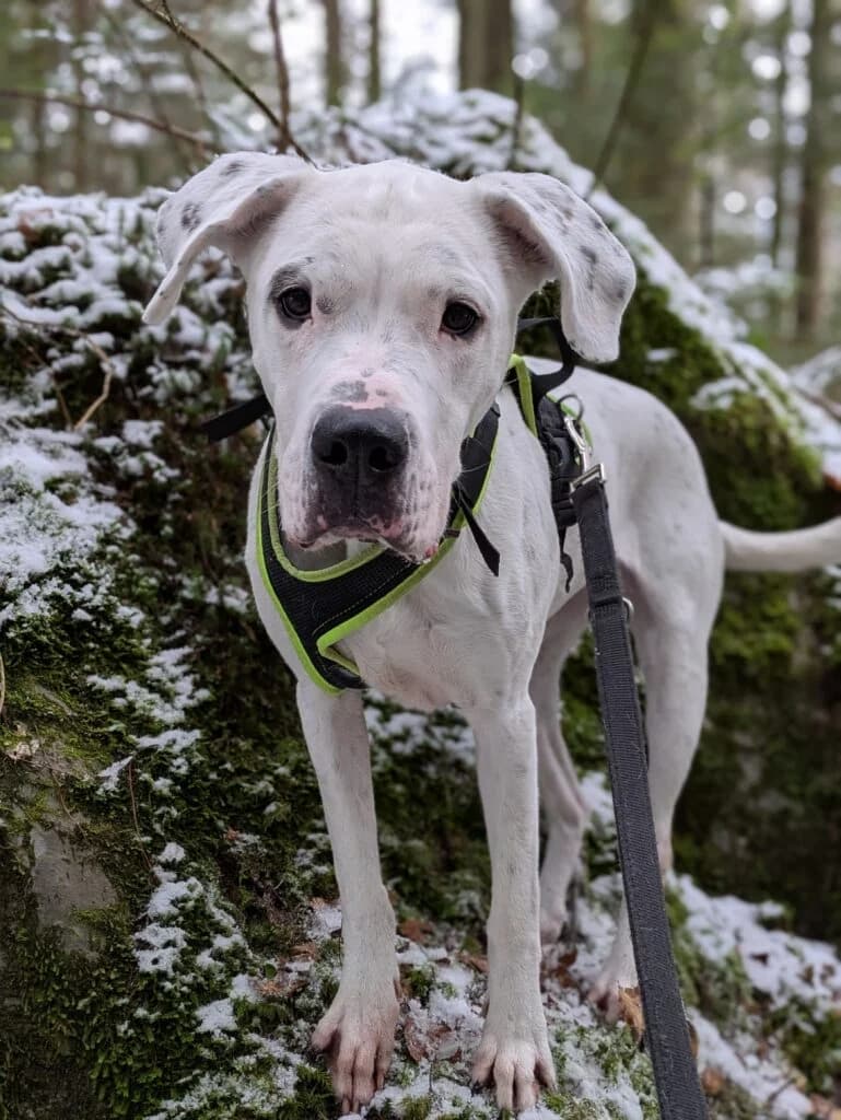 Sansa, female mixed breed for adoption at Hilf dem Tier, Hilf Dem Tier photo 5