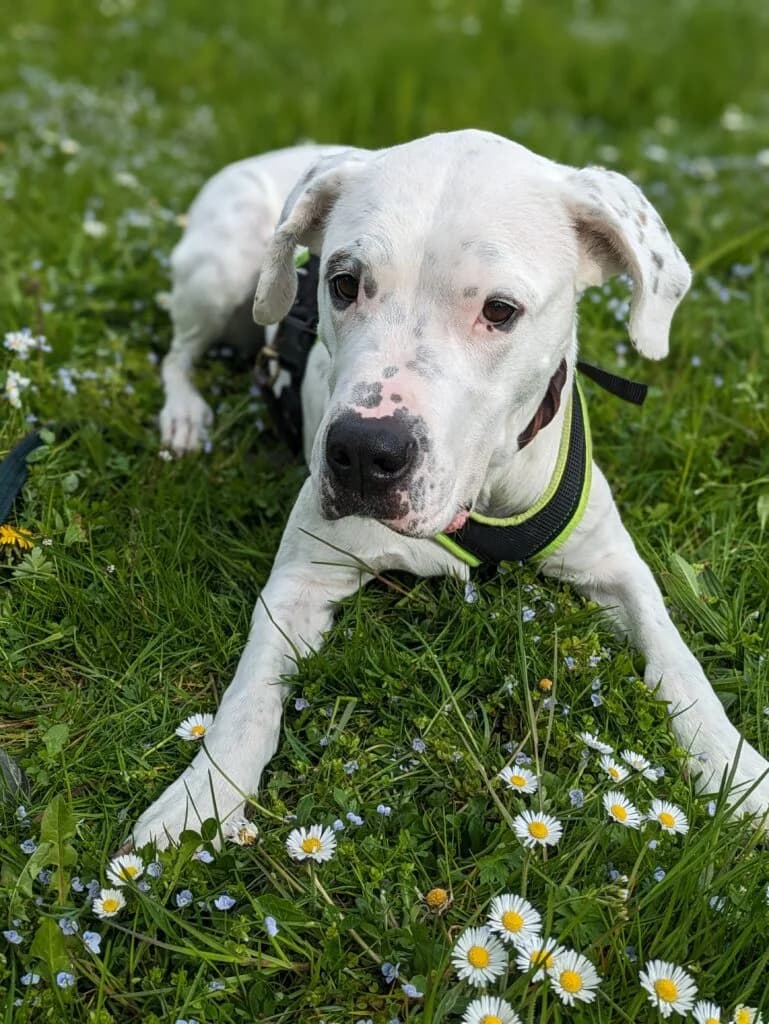 Sansa, female mixed breed for adoption at Hilf dem Tier, Hilf Dem Tier photo 7