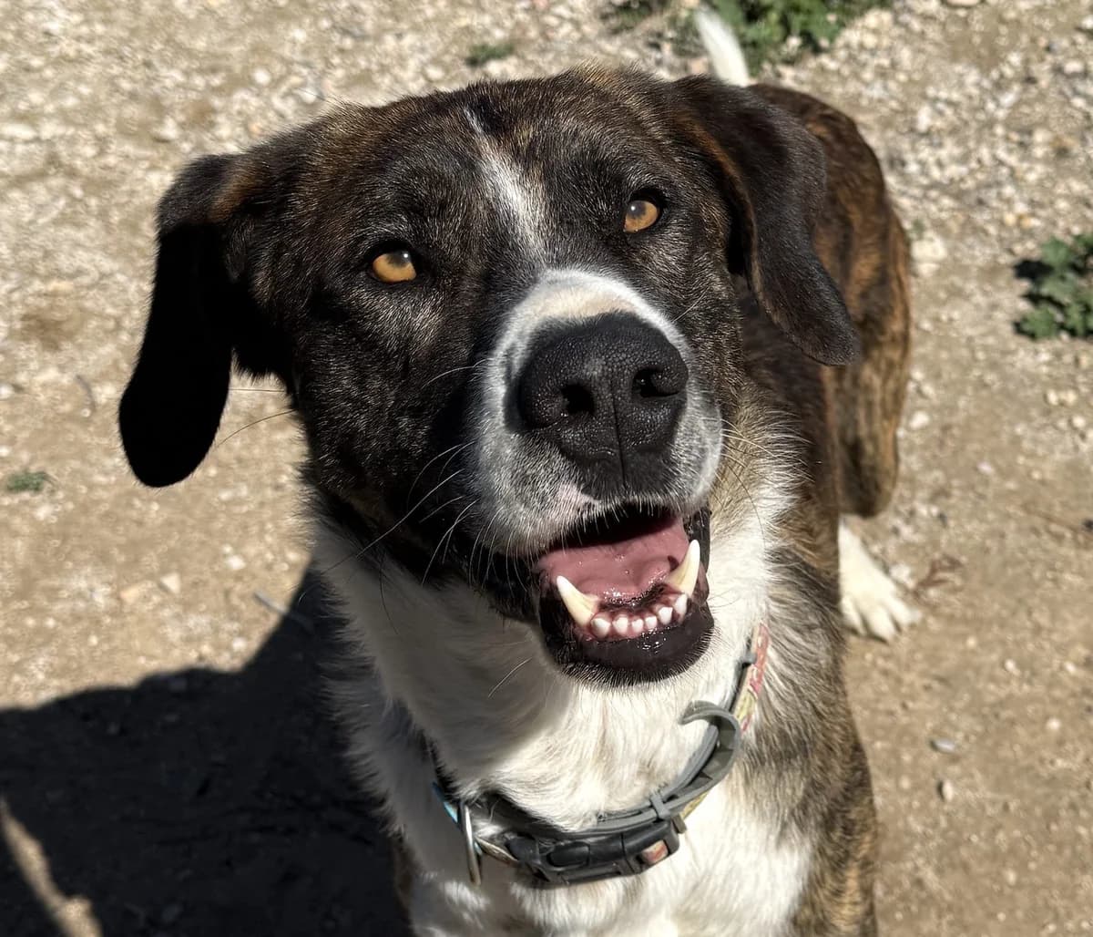 Aire, male Mixed Breed for adoption at Home4dogs