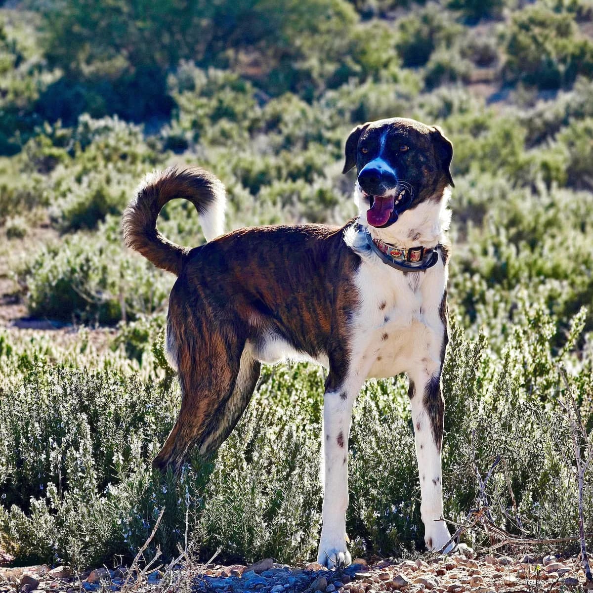 Aire, male Mixed Breed for adoption at home4dogs, Home4dogs photo 2