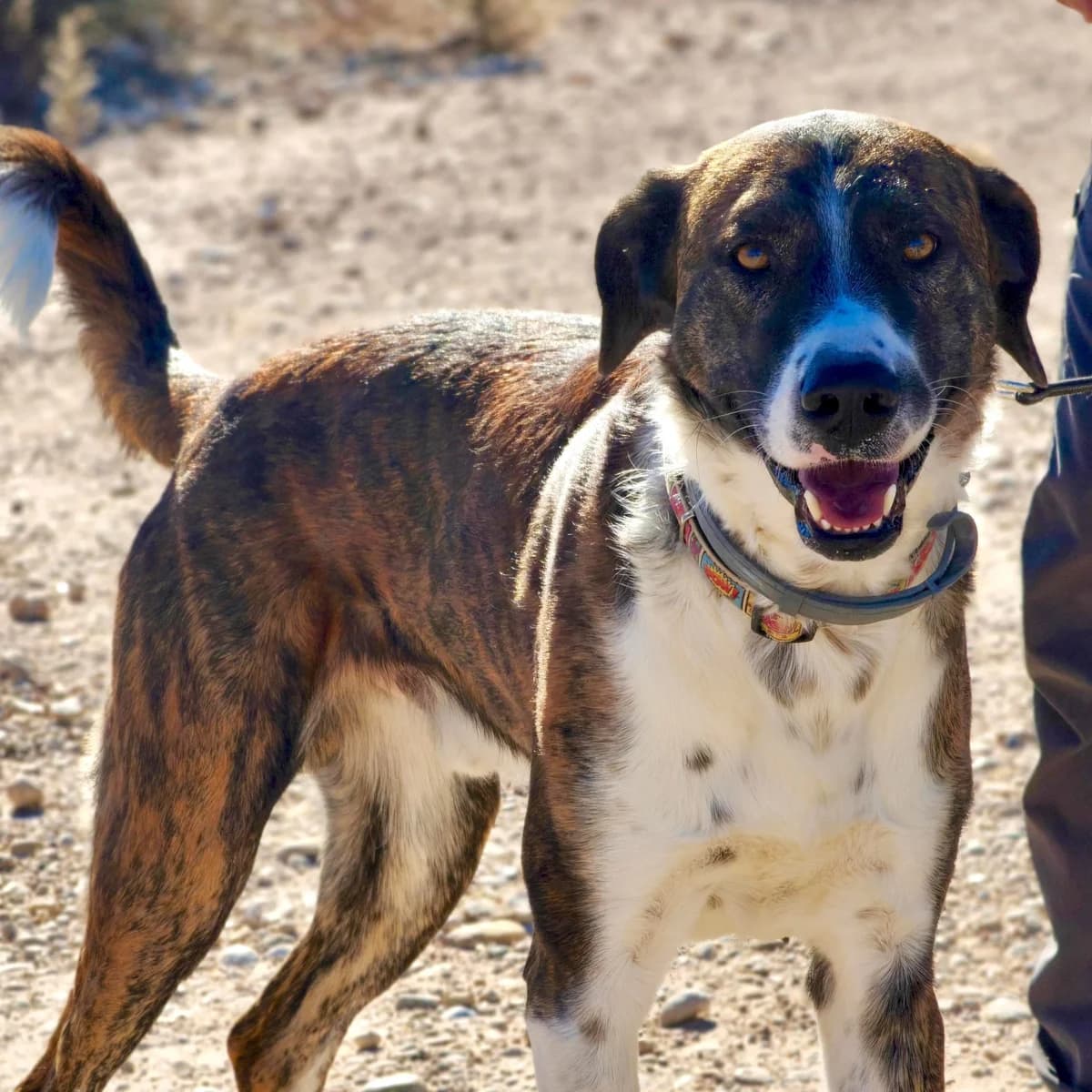 Aire, male Mixed Breed for adoption at home4dogs, Home4dogs photo 3