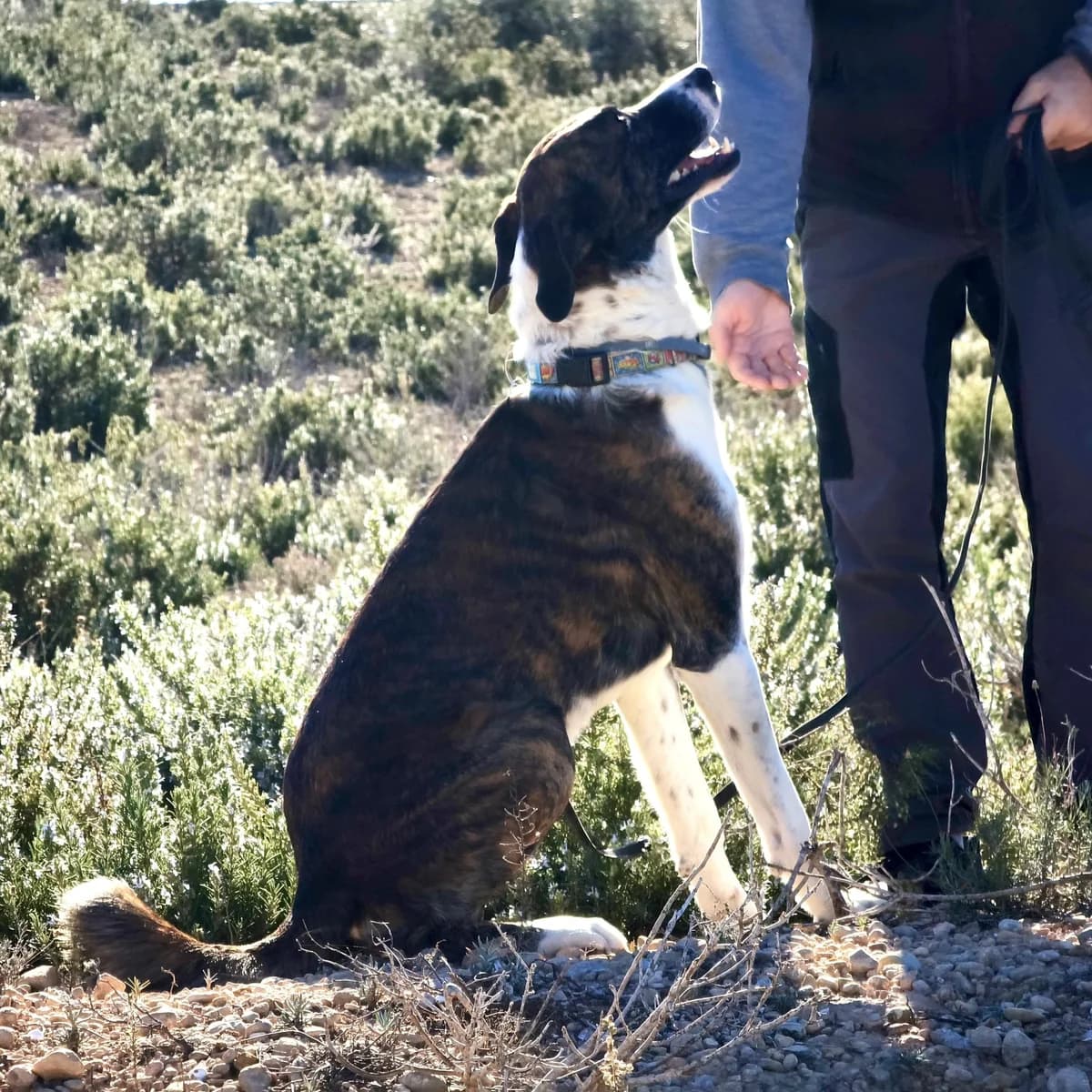 Aire, male Mixed Breed for adoption at home4dogs, Home4dogs photo 4