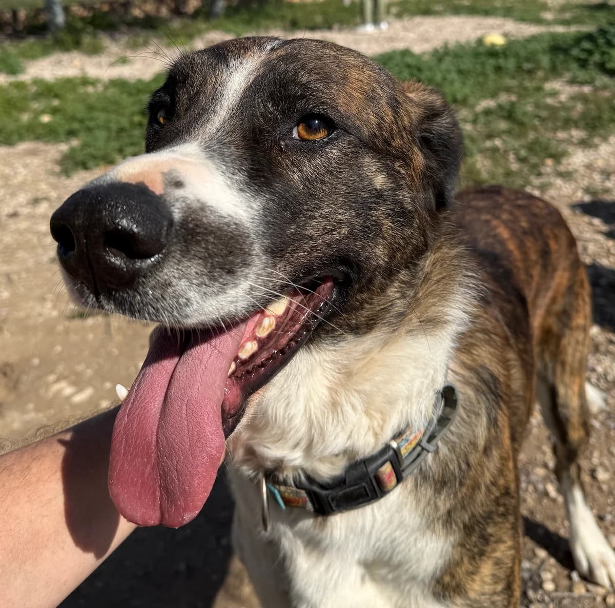 Aire, male Mixed Breed for adoption at home4dogs, Home4dogs photo 6