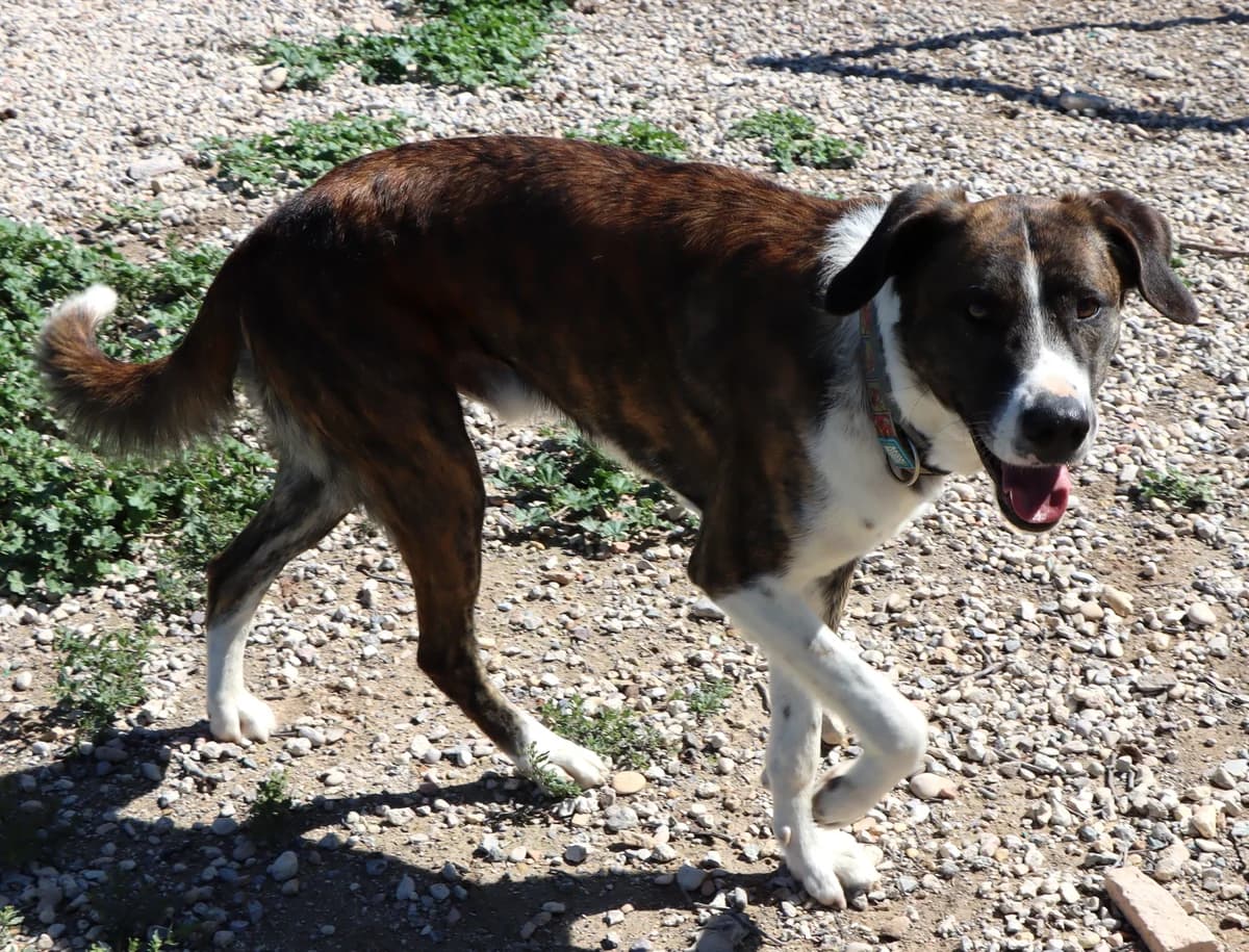 Aire, male Mixed Breed for adoption at home4dogs, Home4dogs photo 7