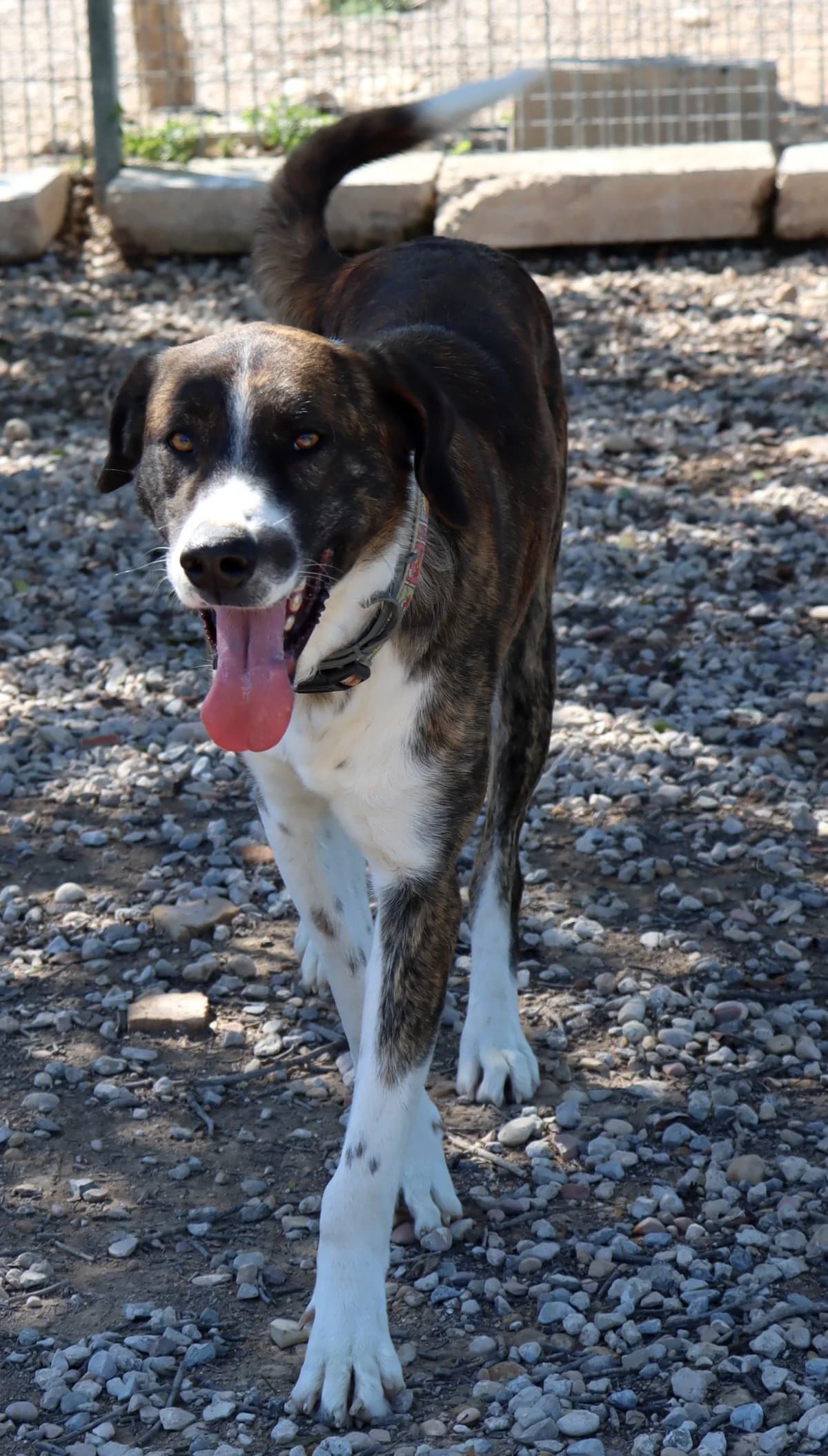 Aire, male Mixed Breed for adoption at home4dogs, Home4dogs photo 8