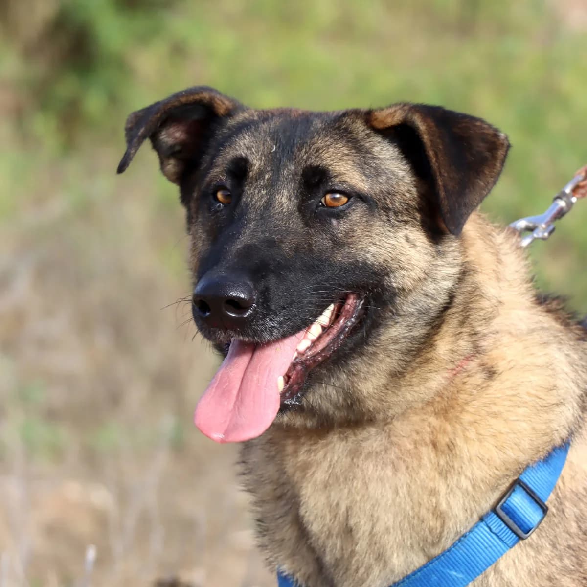 Amato, male Mixed Breed for adoption at Home4dogs