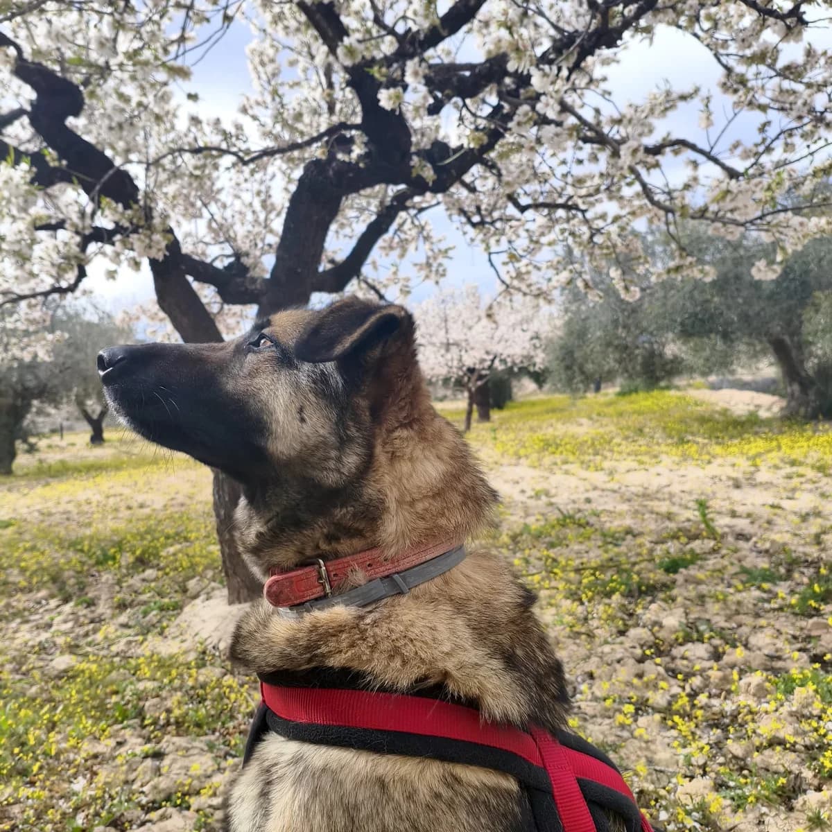 Amato, male Mixed Breed for adoption at home4dogs, Home4dogs photo 2