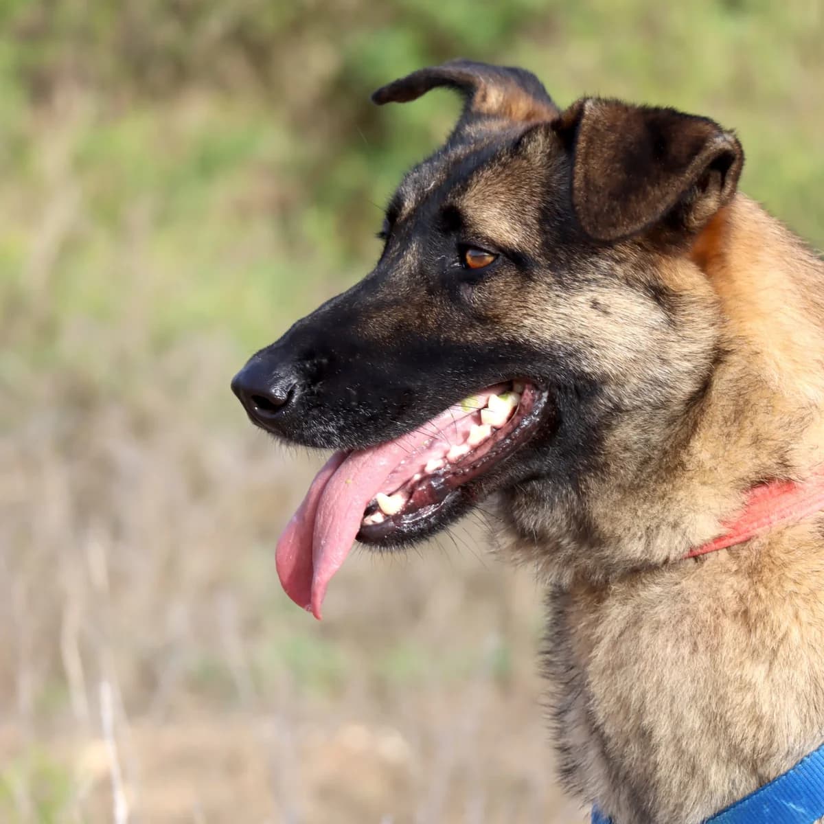 Amato, male Mixed Breed for adoption at home4dogs, Home4dogs photo 3