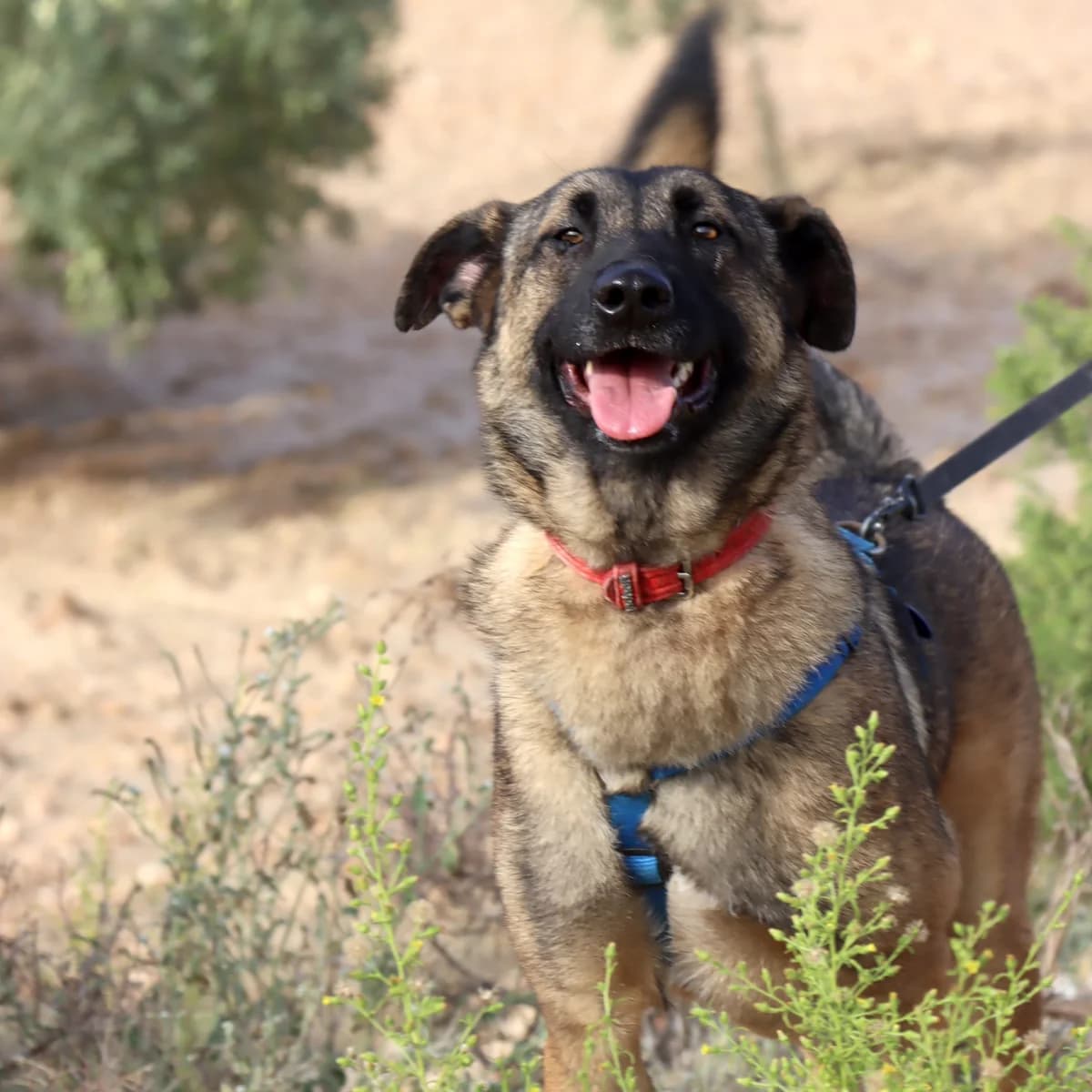 Amato, male Mixed Breed for adoption at home4dogs, Home4dogs photo 4