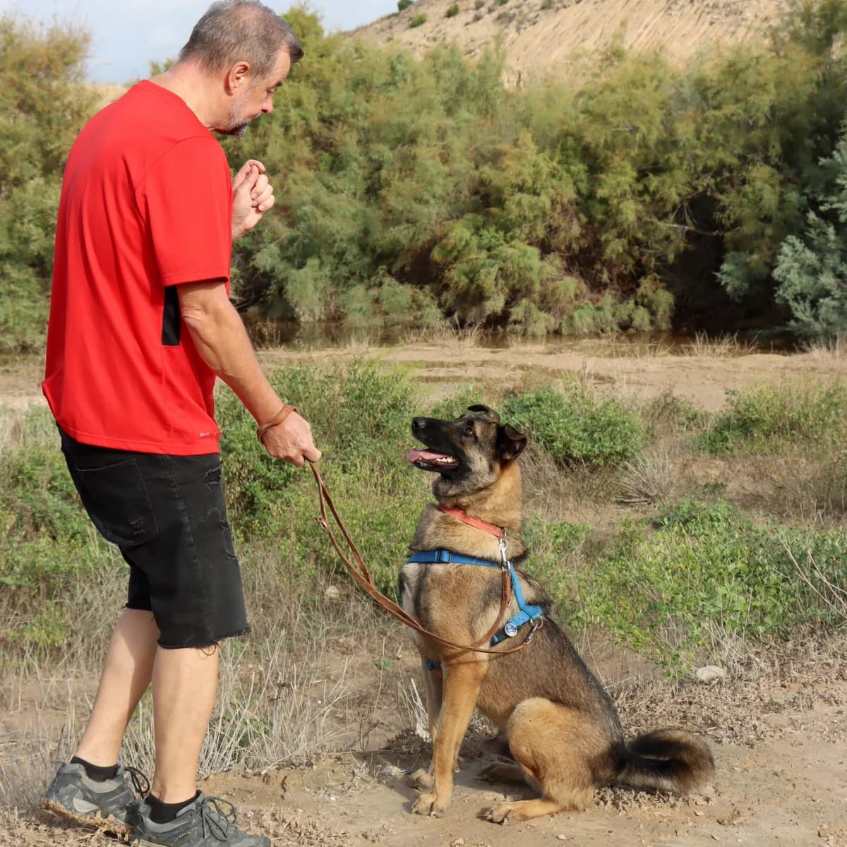 Amato, male Mixed Breed for adoption at home4dogs, Home4dogs photo 5