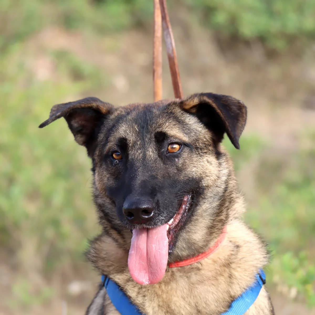 Amato, male Mixed Breed for adoption at home4dogs, Home4dogs photo 6