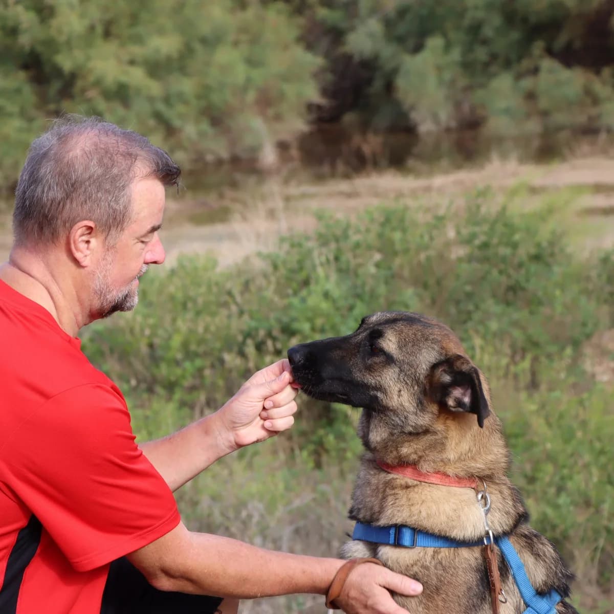 Amato, male Mixed Breed for adoption at home4dogs, Home4dogs photo 7