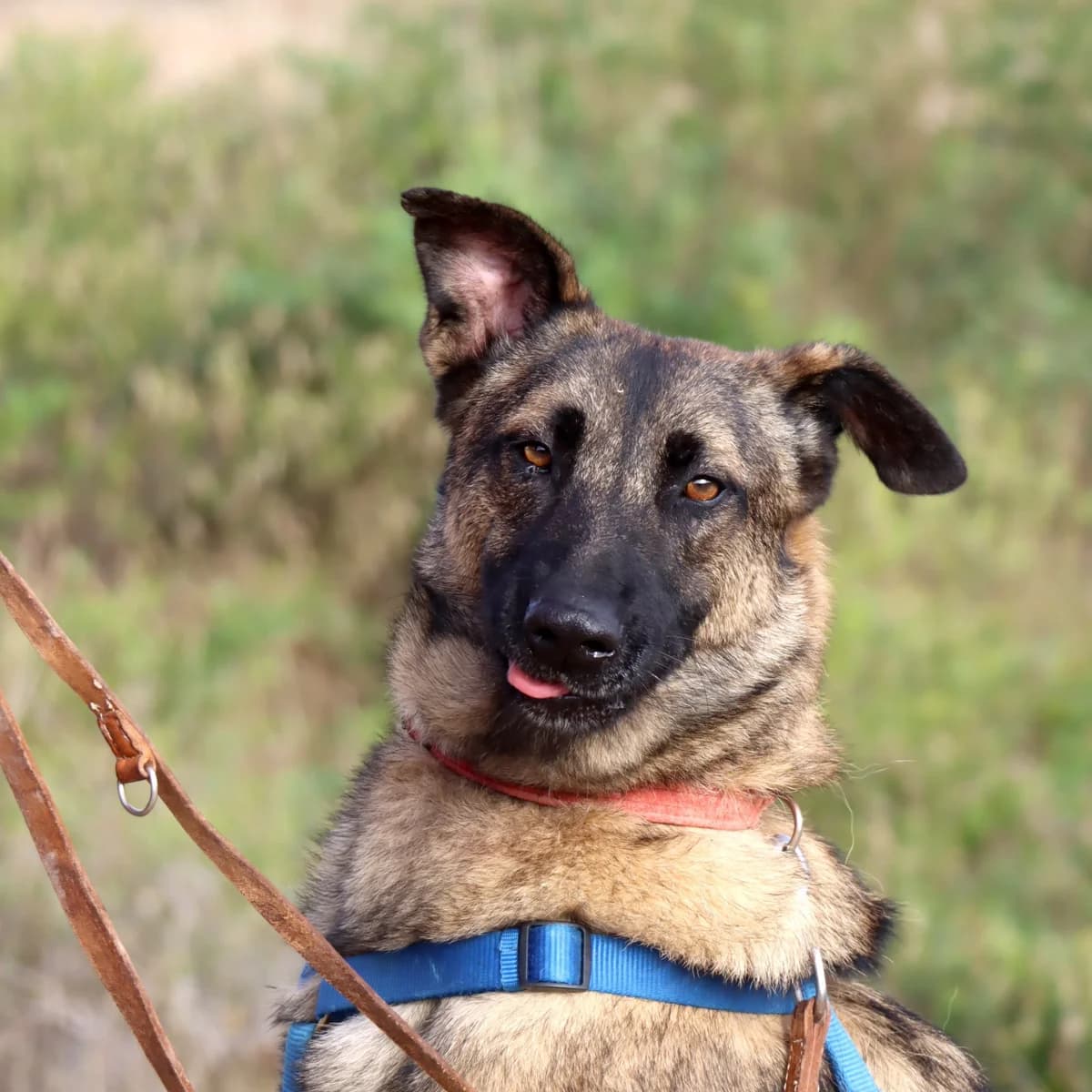 Amato, male Mixed Breed for adoption at home4dogs, Home4dogs photo 8