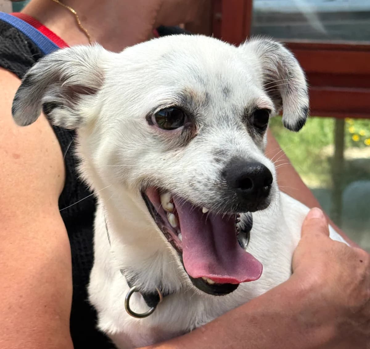 Bimbo, male young Mixed Breed for adoption at home4dogs, Home4dogs