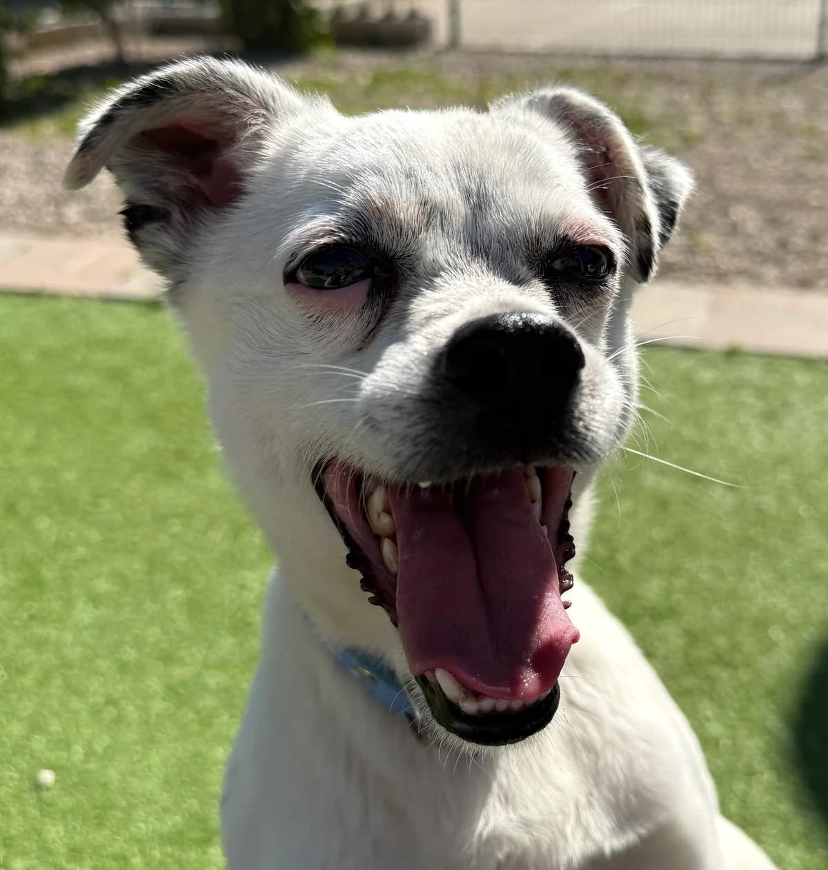 Bimbo, male Mixed Breed for adoption at Home4dogs