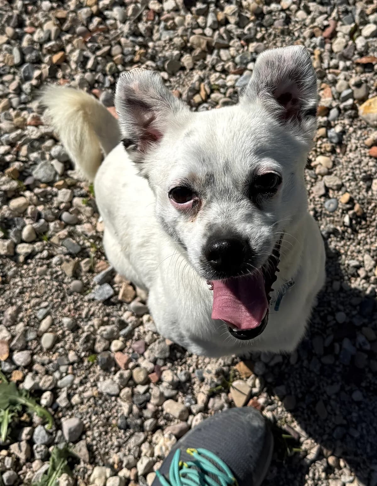 Bimbo, male Mixed Breed for adoption at home4dogs, Home4dogs photo 2