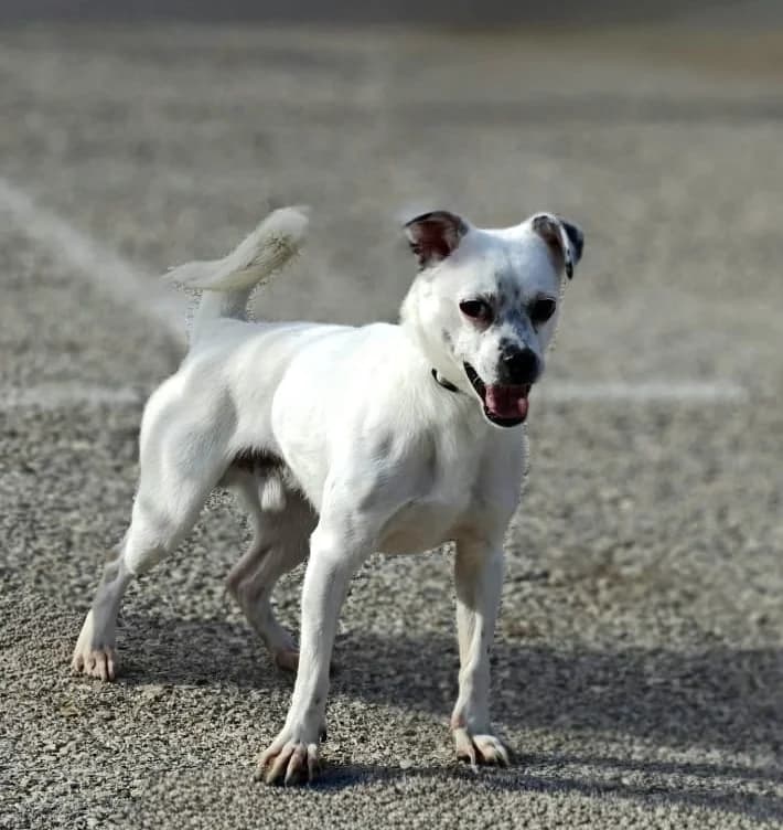 Bimbo, male Mixed Breed for adoption at home4dogs, Home4dogs photo 3