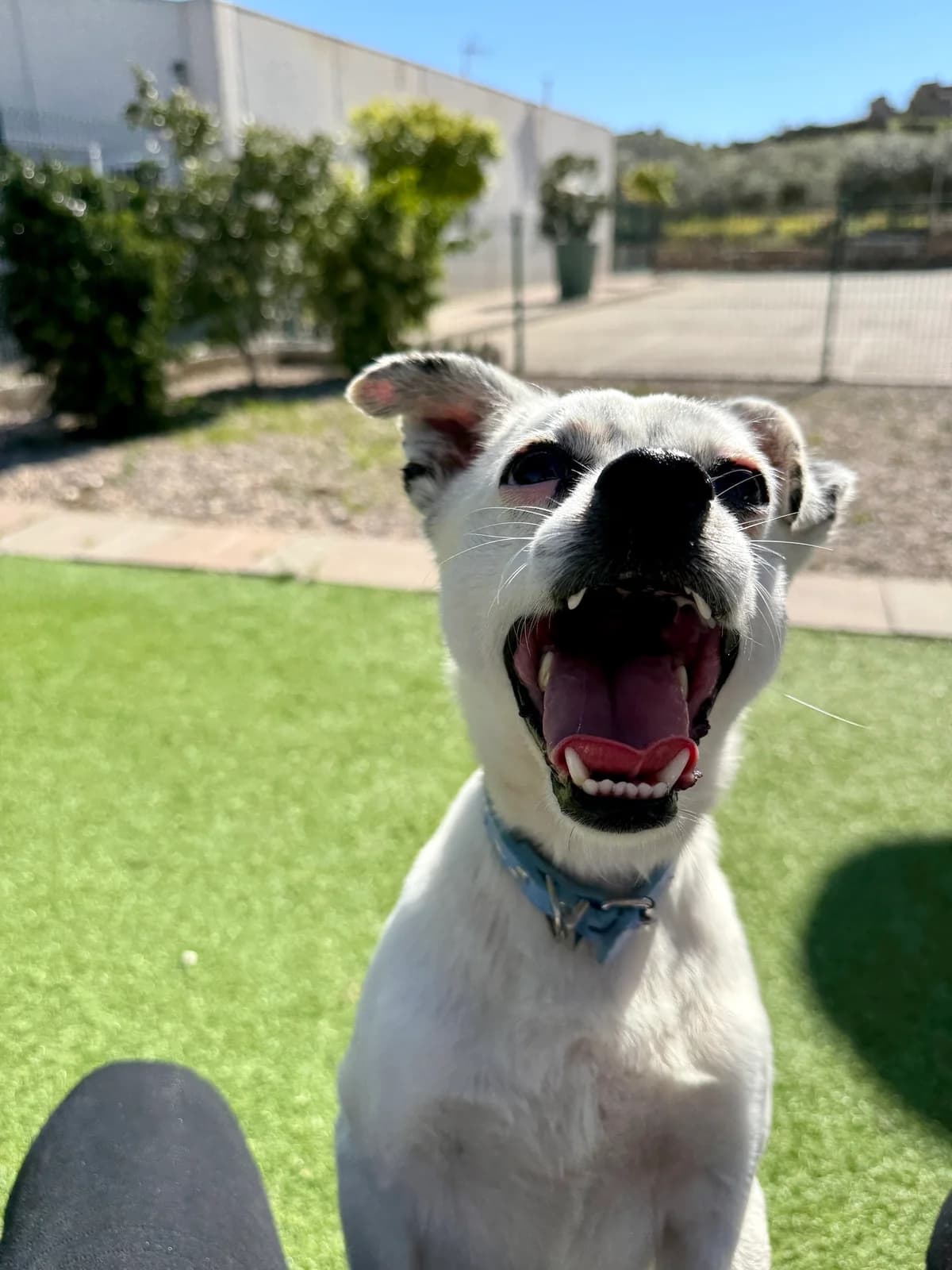 Bimbo, male Mixed Breed for adoption at home4dogs, Home4dogs photo 4