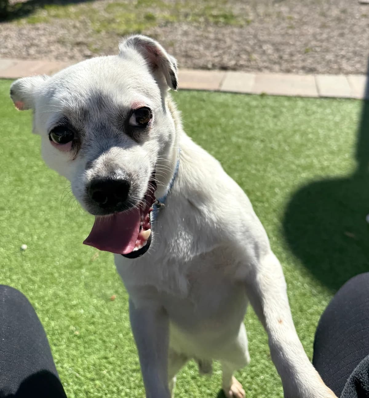 Bimbo, male Mixed Breed for adoption at home4dogs, Home4dogs photo 6