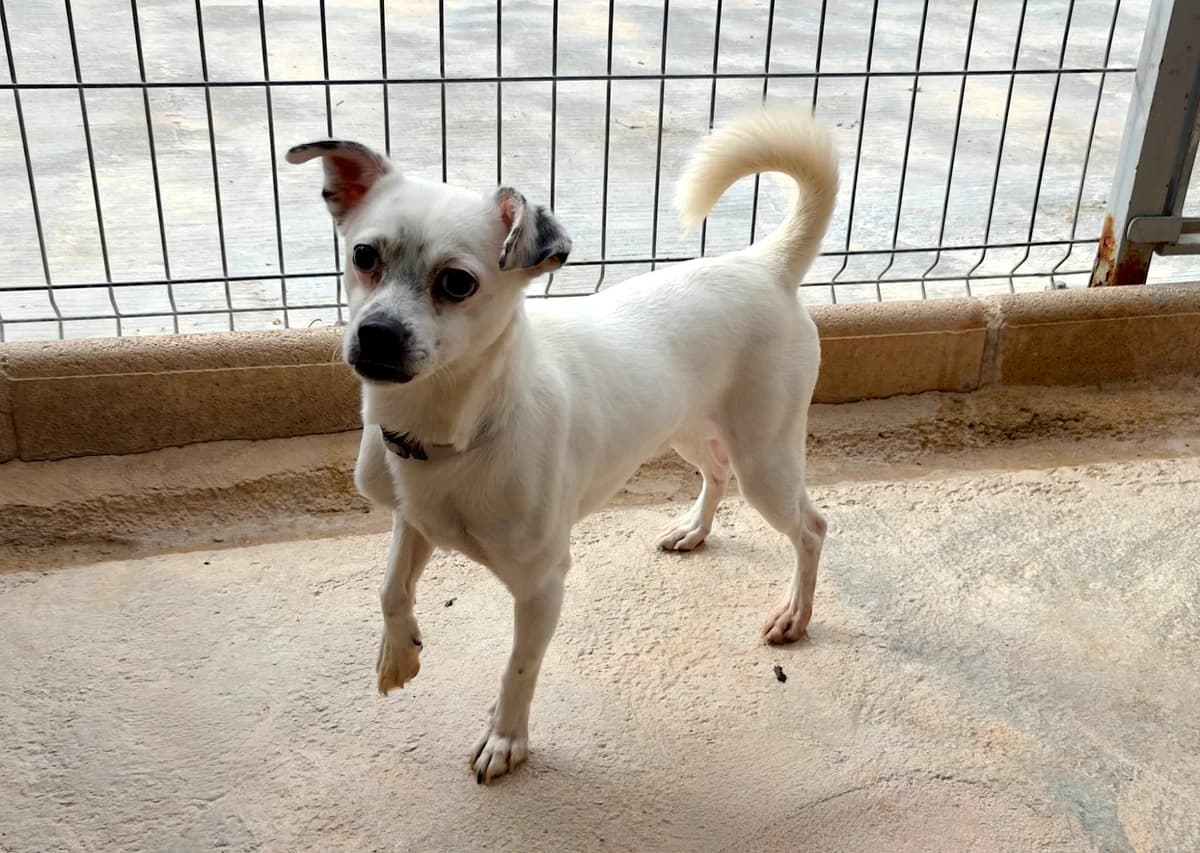 Bimbo, male Mixed Breed for adoption at home4dogs, Home4dogs photo 7