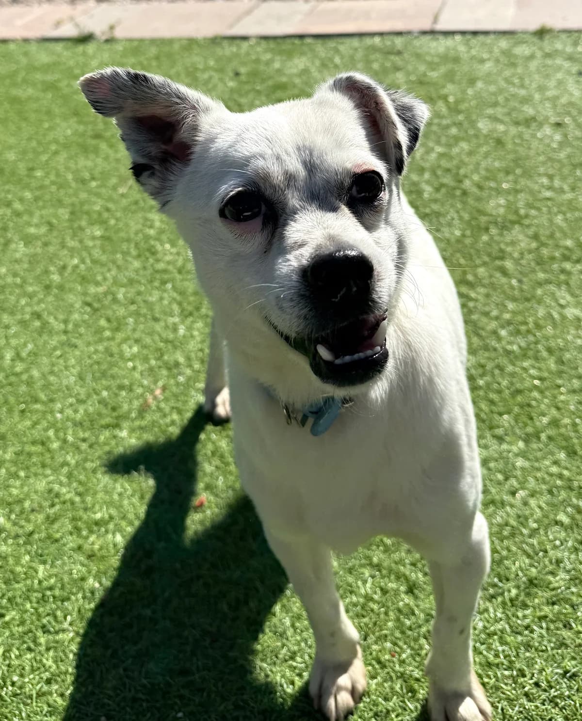 Bimbo, male Mixed Breed for adoption at home4dogs, Home4dogs photo 8