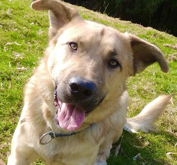 Gasthund Aslan,  Mixed Breed for adoption at home4dogs, Home4dogs
